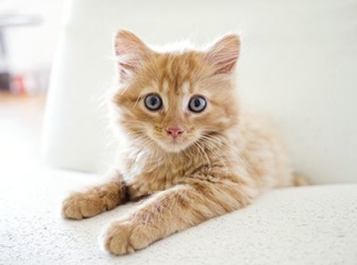 Assurance santé animaux